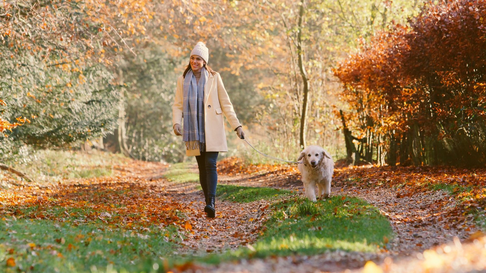 Decompression walks for dogs